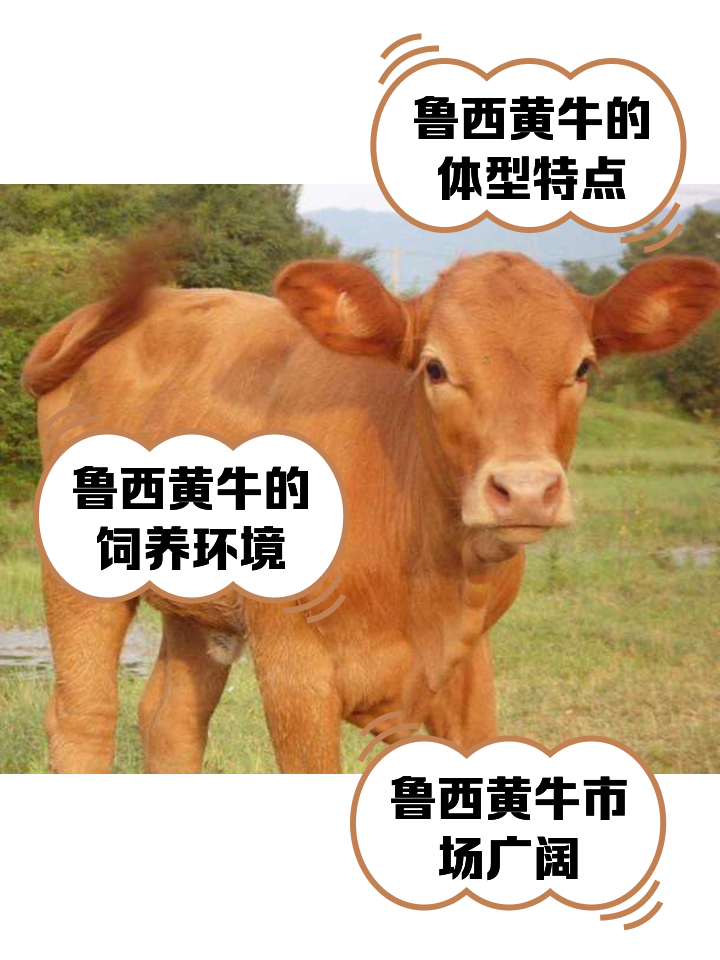 嘉兴最新医保取现黄牛方法分析(最方便真实的嘉兴医保取现黄牛怎么取方法)